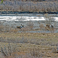 Caribou feeding in snow fed river