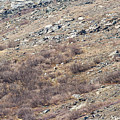 Dalls Sheep