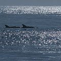 Dolphins and Reflections