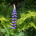 Lone Blue Lupine
