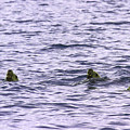 Three Mischievous Sea Lions